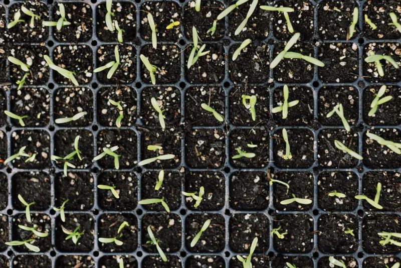 Tending the Commons: Amateur Botanists and the Quiet Campaign to Protect Indigenous Plant Knowledge